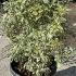 Pittosporum Tenuifolium Variegatum 40-60 cm buy online UK.
