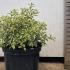 Pittosporum Tenuifolium Variegatum 10-20 cm buy online UK.