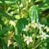 Pittosporum Tobira, Japanese Mock Orange - for sale online. Evergreen Shub Specialists, Hardy Shrubs London UK