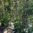 Pittosporum Tobira 1.1 m buy online UK.