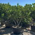 pittot 1.25-1.5 m buy online UK.