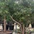 Pittosporum Tobira 1.9-2 m buy online UK.