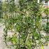 Pittosporum Tobira 1.3 m buy online UK.