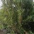 Pittosporum Tobira 1.7-2.2 m buy online UK.