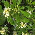 Pittosporum tobira with clusters of small white scented flowers