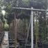 pitttreetall 2.5-3 m buy online UK.