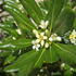 Pittosporum tobira full standard tree with glossy evergreen foliage