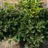 Pittosporum Tobira Nana 50-60 cm buy online UK.