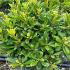 Pittosporum Tobira Nana 40-50 cm buy online UK.