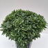 pittotn 60-80 cm buy online UK.