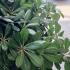 Pittosporum Tobira Nana, Dwarf Shrubs, Paramount Plants and Gardens - for sale