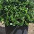 Pittosporum Tobira Topiary Tree 50-60 cm buy online UK.