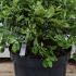 pittott 30-40 cm buy online UK.