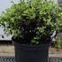 pittott 20-30 cm buy online UK.