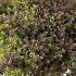 Pittosporum Tom Thumb 60-80 cm buy online UK.