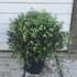pittott 40-50 cm buy online UK.