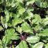Pittosporum Tenuifolium Tom Thumb is an attractive evergreen shrub that changes colour from green to dark purple in autumn and winter, buy online UK.