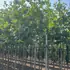 phag 2.5-2.6 m buy online UK.