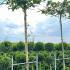 Platanus Hispanica Alphens Globe 3.1-3.2 m buy online UK.