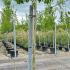 Platanus Hispanica Alphens Globe 2.7-3 m buy online UK.