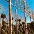 Platanus Hispanica Pleached London Plane 3.2-3.4 m buy online UK.