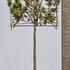 Pleached London Plane tree - Platanus Hispanica buy online UK delivery
