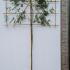 Pleached Acacia Dealbata - Pleached Mimosa Tree 3.2 m buy online UK.