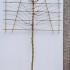Pleached Acer Campestre Elsrijk Pleached Field Maple 3.6 m buy online UK.