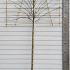 Pleached Apple Tree Coxs Orange Pippin  3.6 m buy online UK.