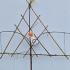 Pleached Apple Tree Coxs Orange Pippin  1.4 m buy online UK.