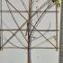 Pleached Apple Tree Coxs Orange Pippin  1.5 m buy online UK.