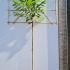 Pleached Cherry Laurel 2.7 m buy online UK.