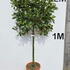 prulpl 1.5 m buy online UK.