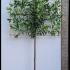 Pleached Cherry Laurel 3.3 m buy online UK.