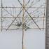 Pleached Cork Oak - Pleached Quercus Suber 2.2 m buy online UK.