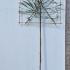 Pleached Eucalyptus Tree 3 m buy online UK.