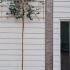Pleached Feijoa Sellowiana Tree 3.1 m buy online UK.