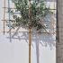 Pleached Feijoa Sellowiana Tree 2.1 m buy online UK.