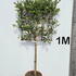 pft 1.5 m buy online UK.