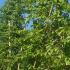 Pleached Hornbeam trees with square frame for instant privacy, UK garden