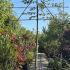 Pleached Hornbeam Trees - Carpinus Betulus 3.3 m buy online UK.
