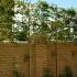 Pleached Hornbeam trees in our customer’s garden