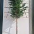 Pleached Leylandii Trees Cupressus x Leylandii 3.8 m buy online UK.