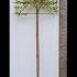 Pleached Ligustrum Japonicum Variegatum 3.2 m buy online UK.