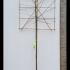 Pleached Lime Trees 3.3 m buy online UK.
