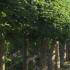 Pleached Lime Trees. Tilia Europaea Pallida Pleached trees buy online with UK delivery