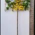 Pleached Liquidambar Styraciflua - Pleached Sweet Gum Tree 2.7 m buy online UK.