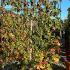 Pleached Liquidambar Styraciflua - Pleached Sweet Gum Tree 1.5 m buy online UK.