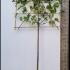 Pleached Morus Alba Fruitless  - Pleached White Mulberry 3 m buy online UK.