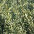 Pleached Olive Trees